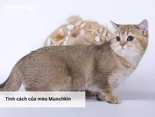 Tinh cách của mèo Munchkin