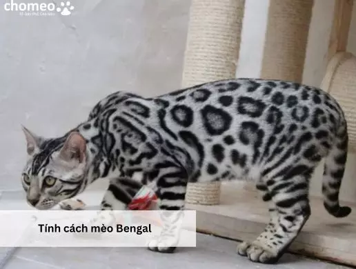 Tính cách mèo Bengal