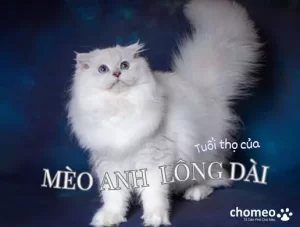 Tuổi thọ của mèo Anh lông dài