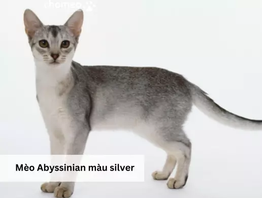Mèo Abyssinian màu silver