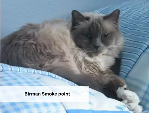 Birman Smoke point
