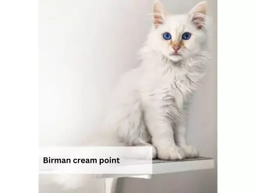 Birman cream point