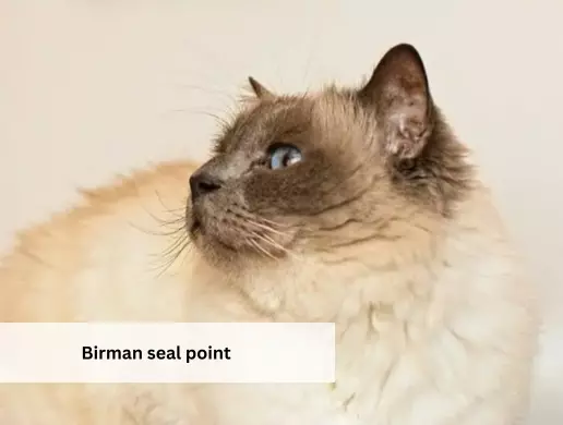 Birman seal point