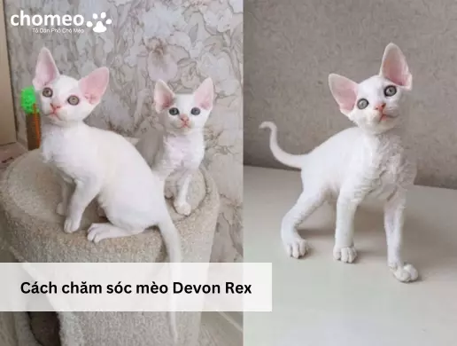 Cách chăm sóc mèo Devon Rex