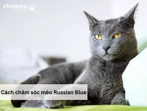 Cách chăm sóc mèo Russian Blue