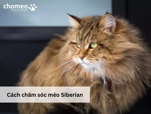Cách chăm sóc mèo Siberian