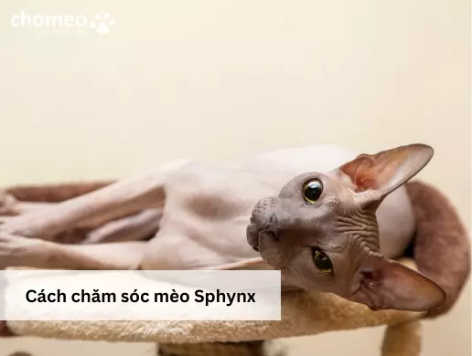 Cách chăm sóc mèo Sphynx