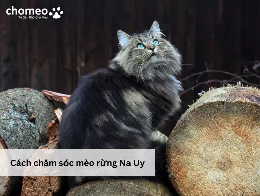 Cách chăm sóc mèo rừng Na Uy