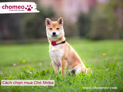 Cách chọn mua Chó Shiba
