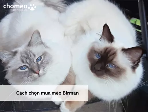 Cách chọn mua mèo Birman