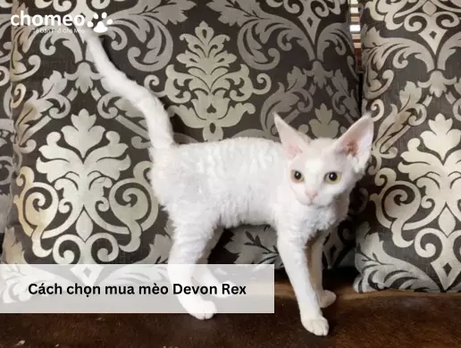 Cách chọn mua mèo Devon Rex