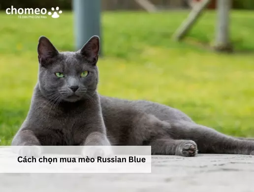 Cách chọn mua mèo Russian Blue