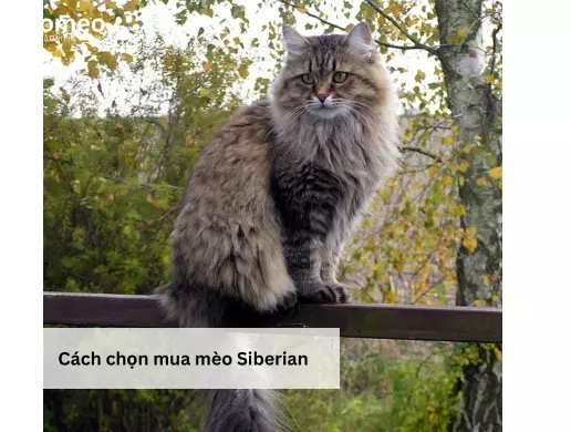 Cách chọn mua mèo Siberian