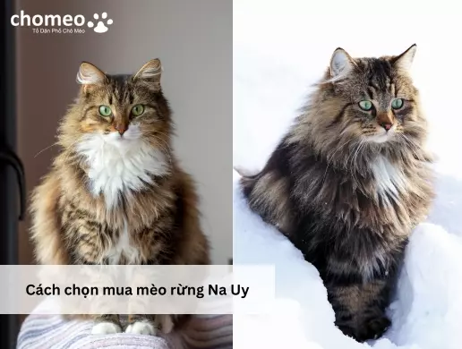 Cách chọn mua mèo rừng Na Uy