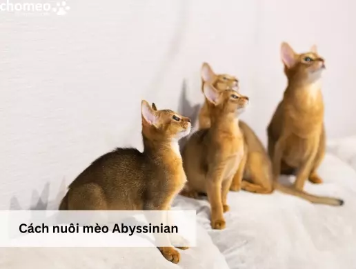 Cách nuôi mèo Abyssinian