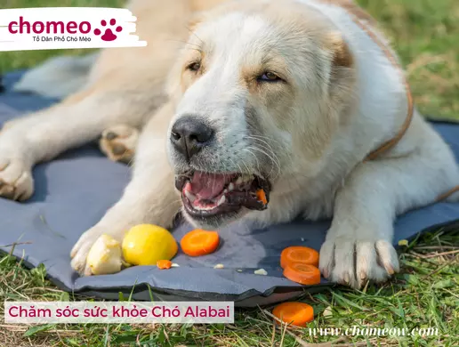 Chăm sóc sức khỏe Chó Alabai