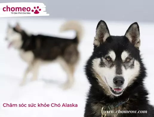 Chăm sóc sức khỏe Chó Alaska