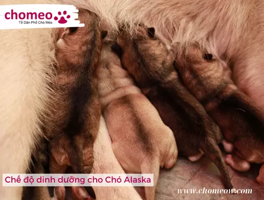 Chế độ dinh dưỡng cho Chó Alaska