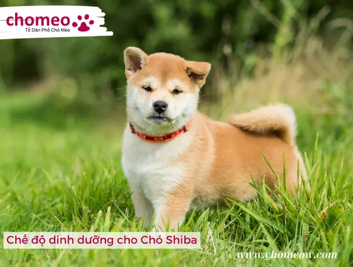 Chế độ dinh dưỡng cho Chó Shiba