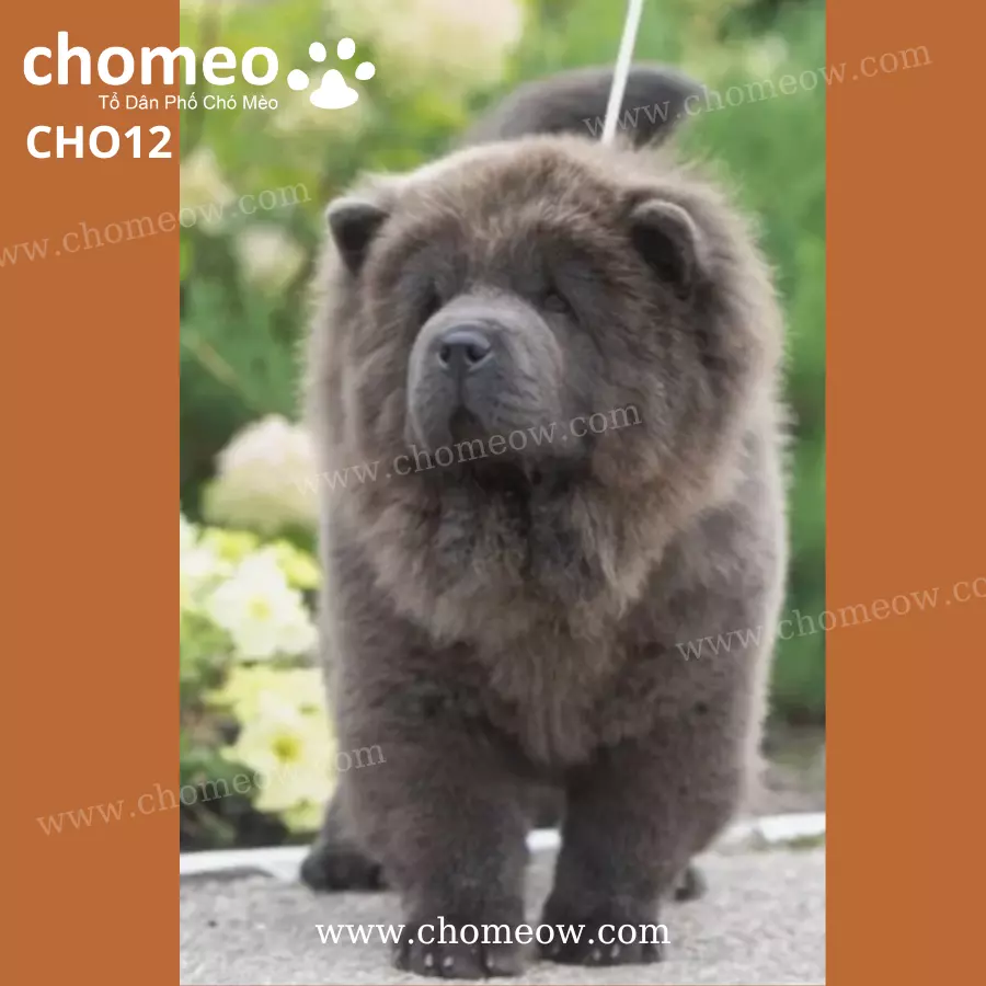 Chó Chow Chow Blue Cái CHO12 (2)