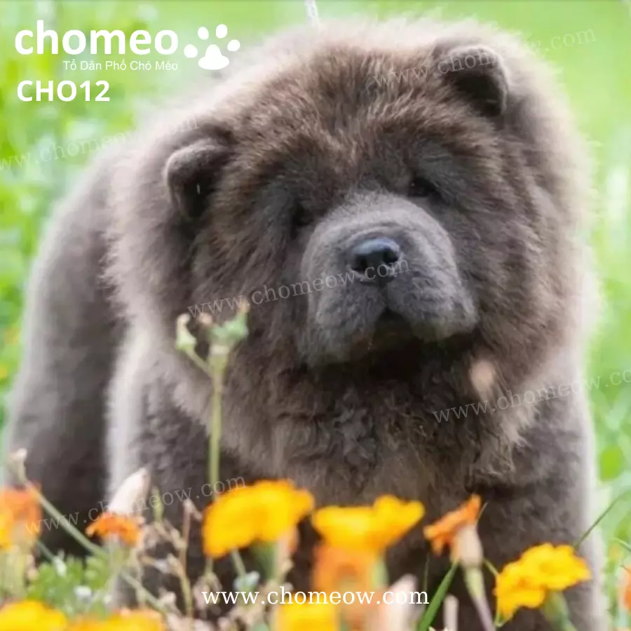 Chó Chow Chow Blue Cái CHO12 (3)