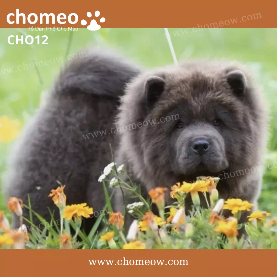 Chó Chow Chow Blue Cái CHO12