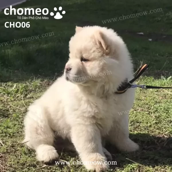 Chó Chow Chow Màu Be Nhạt