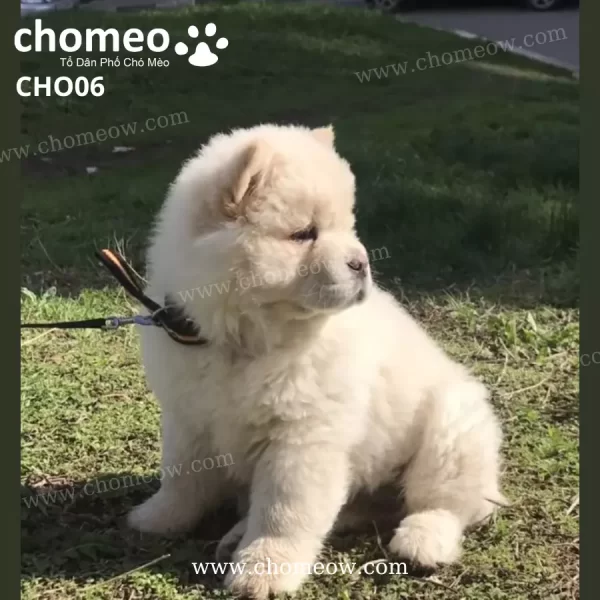 Chó Chow Chow Màu Be Nhạt