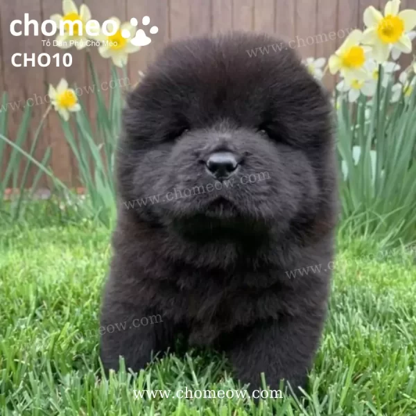 Chó Chow Chow Màu Đen Cái CHO10
