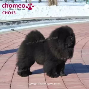 Chó Chow Chow Màu Đen Đực CHO13