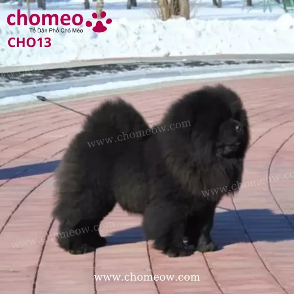 Chó Chow Chow Màu Đen Đực CHO13