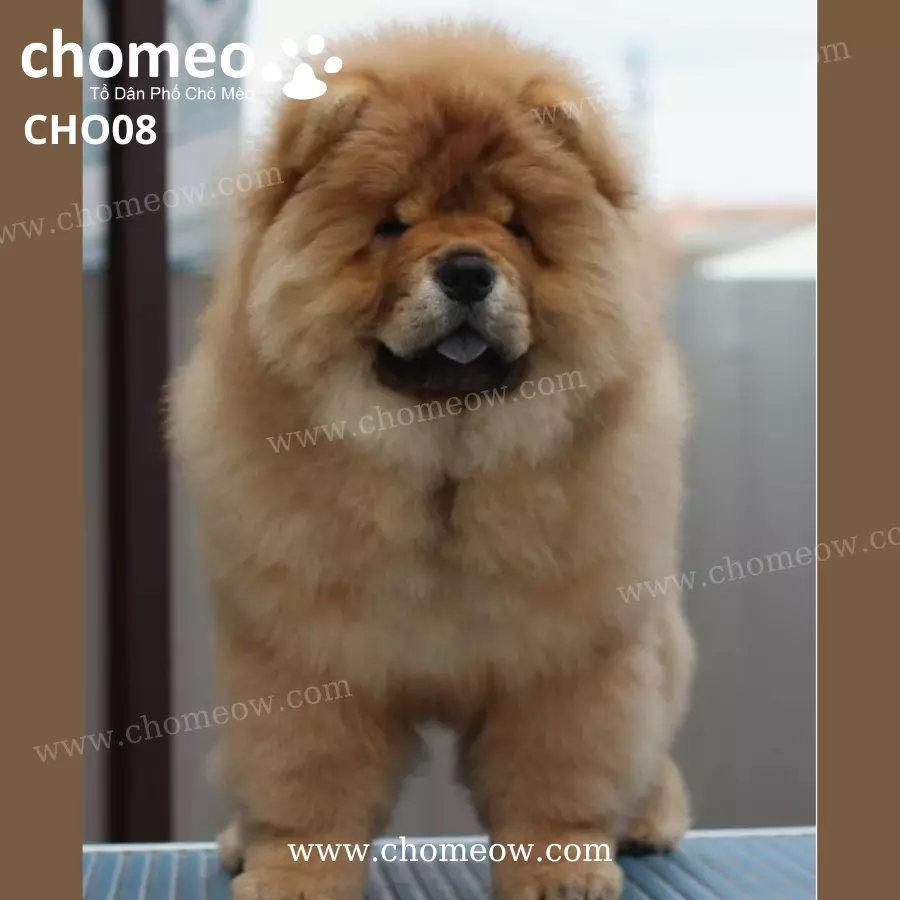Chó Chow Chow Màu Đỏ