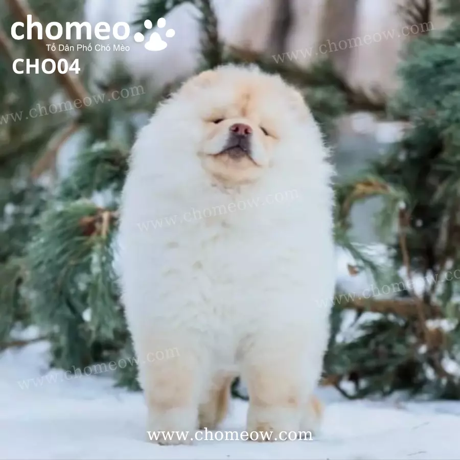 Chó Chow Chow Màu Kem