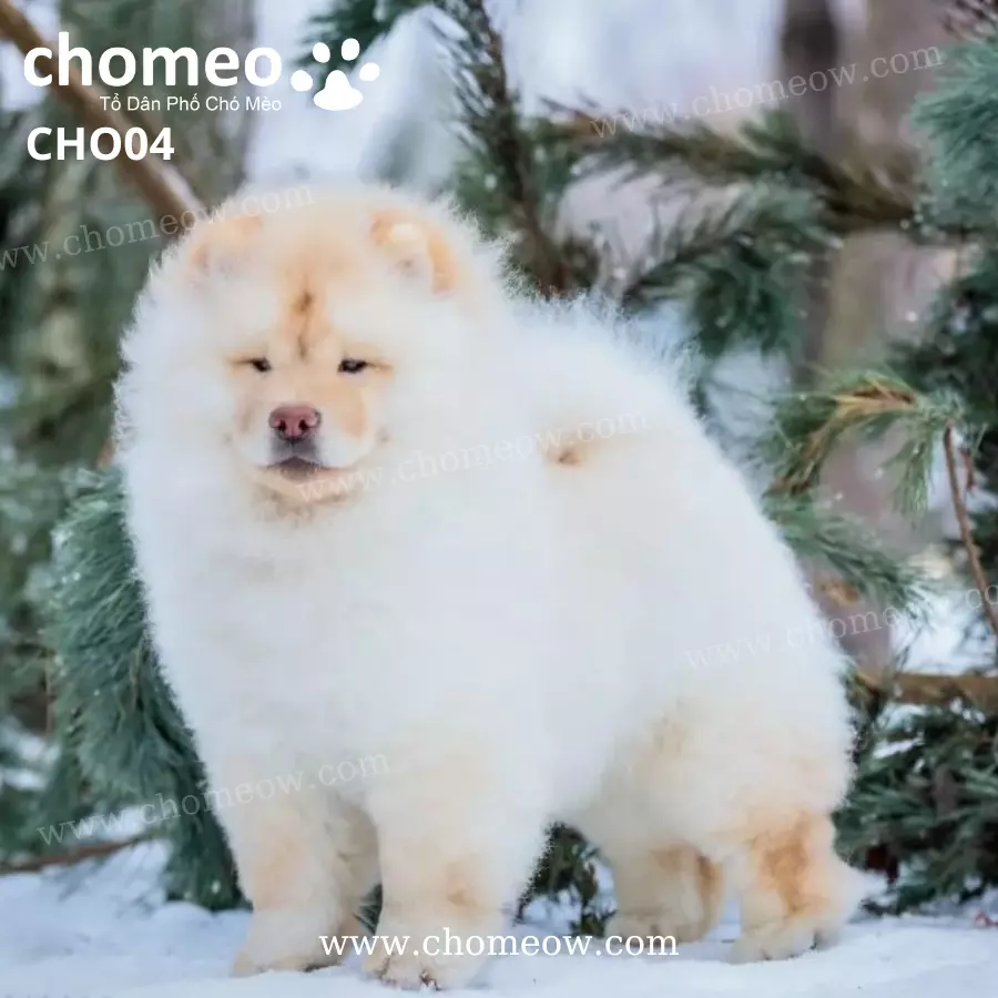Chó Chow Chow Màu Kem (4)