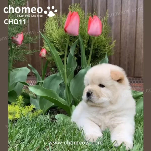 Chó Chow Chow Màu Kem Cái CHO11