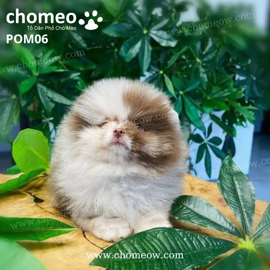 Chó Phốc Sóc Socola Merle Đực POM06