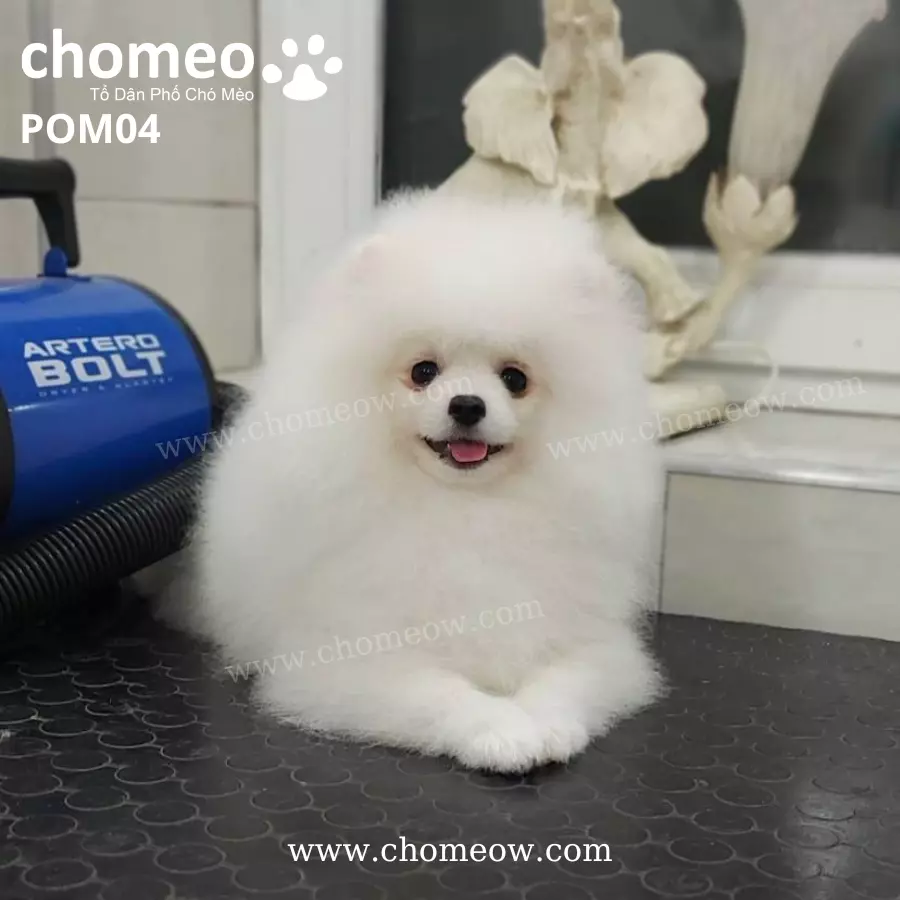 Chó Phốc Sóc Trắng Đực POM04