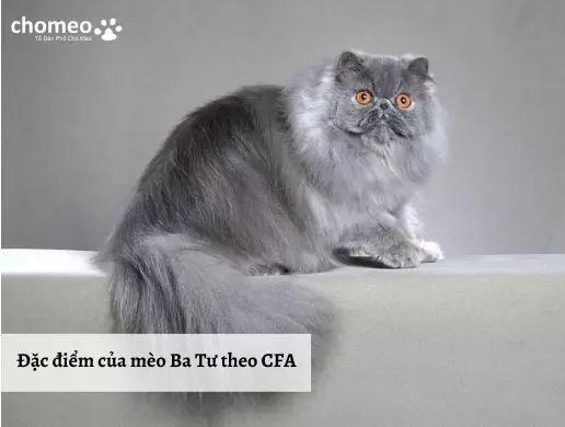 Đặc điểm của mèo Ba Tư theo CFA