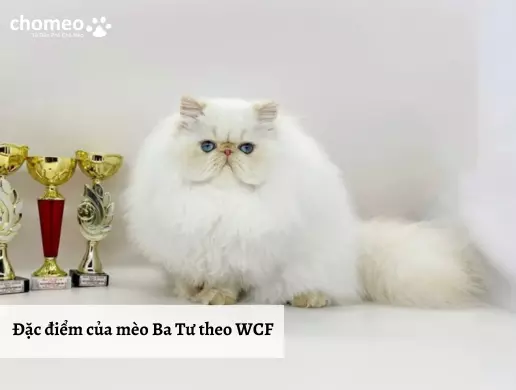Đặc điểm của mèo Ba Tư theo WCF