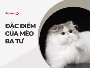 Đặc điểm của mèo ba tư