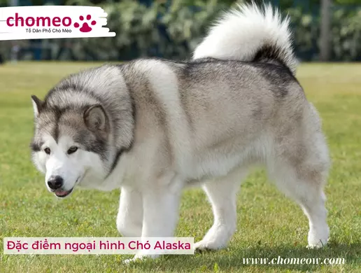 Đặc điểm ngoại hình Chó Alaska
