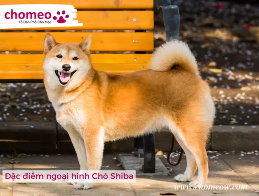 Đặc điểm ngoại hình Chó Shiba