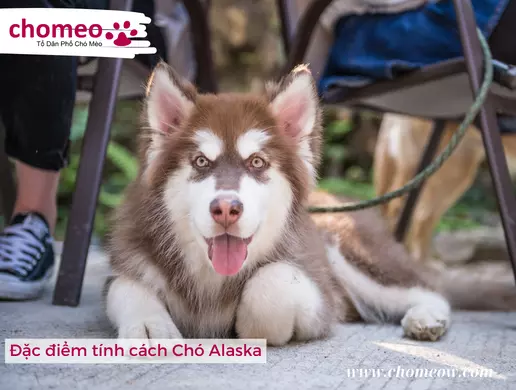 Đặc điểm tính cách Chó Alaska
