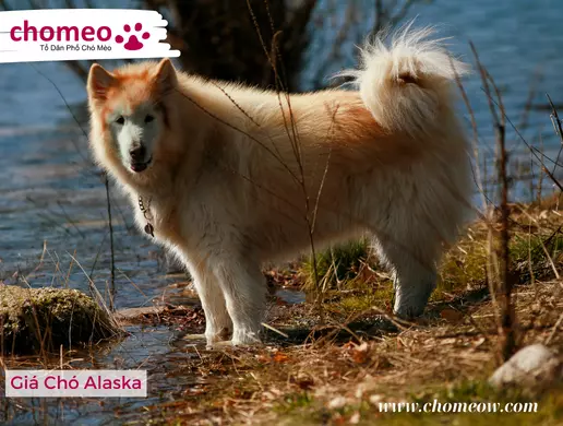 Giá Chó Alaska