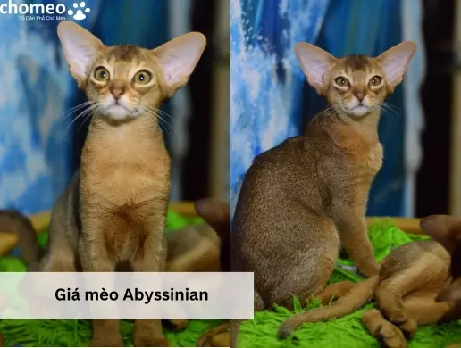 Giá mèo Abyssinian