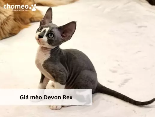 Giá mèo Devon Rex 