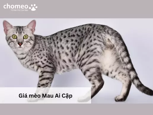 Giá mèo Mau Ai Cập