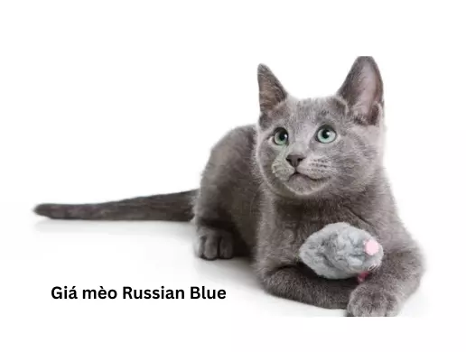 Giá mèo Russian Blue