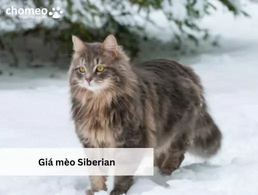 Giá mèo Siberian