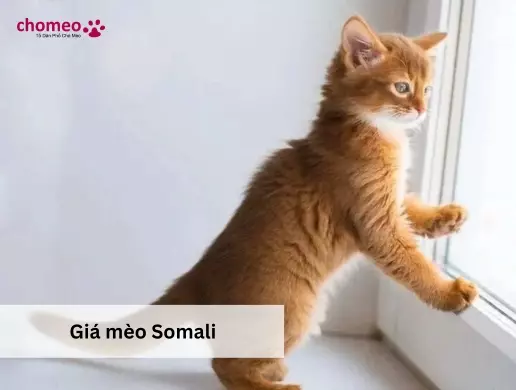 Giá mèo Somali